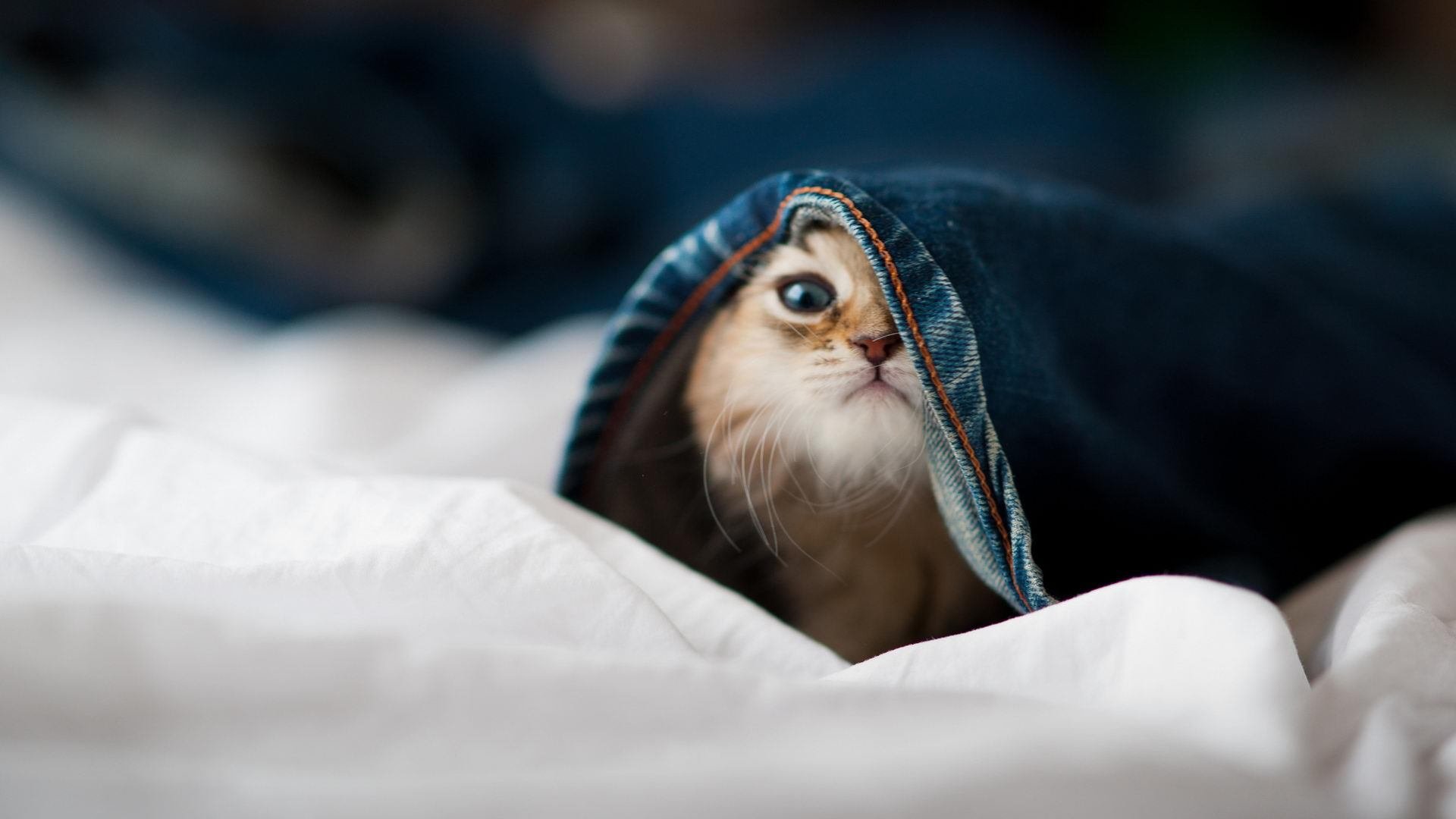 开云体育网址-篮球运动员心理韧性培养及心理健康维护体系,篮球运动员心理韧性培养及心理健康维护体系是什么