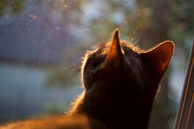 开云体育官网上-篮球运动员训练营管理模式优化与实践,篮球训练营的管理