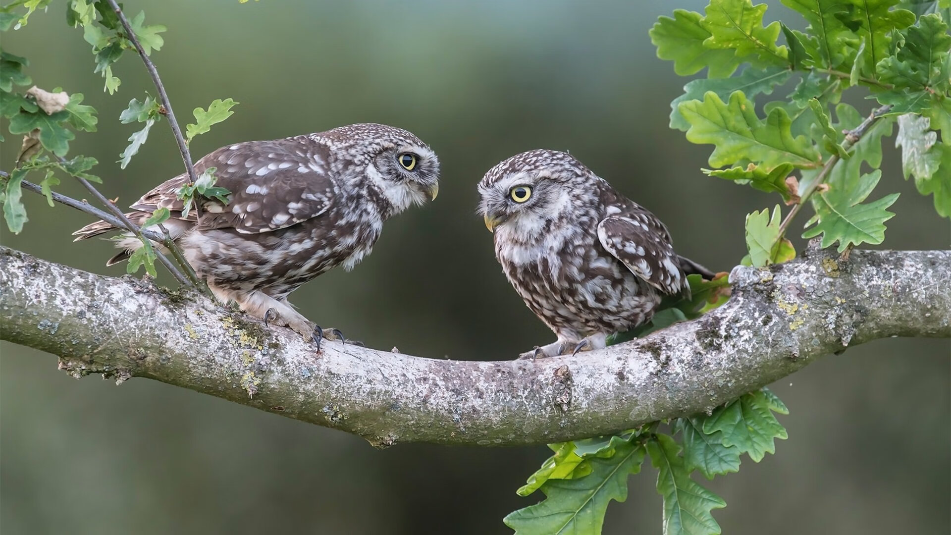 开云体育娱乐-中国男篮加快攻守转换速度，中国男篮战术
