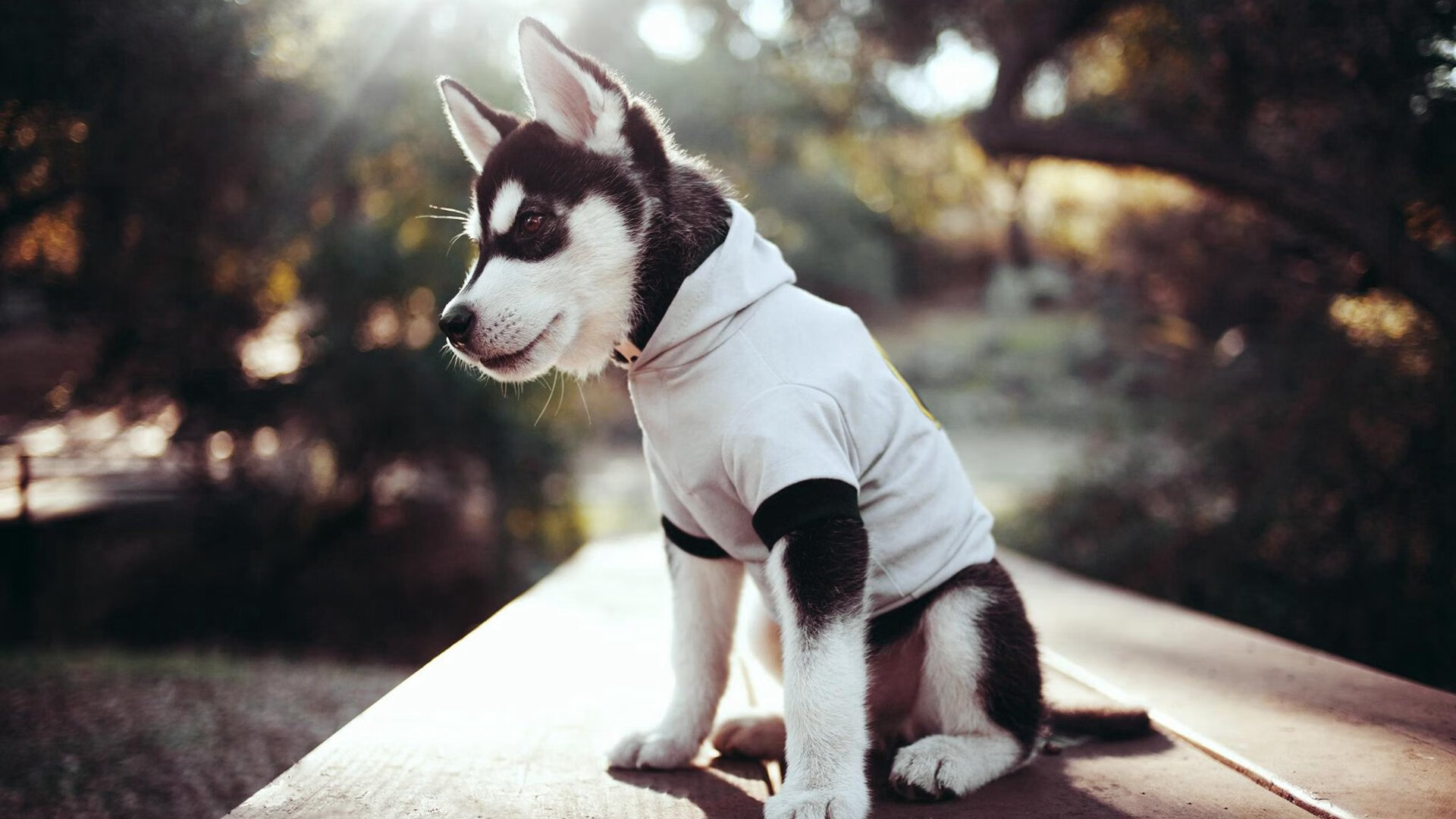 开云体育下载-体育教育与科技融合实验课荣获教学创新奖，体育和教育融合