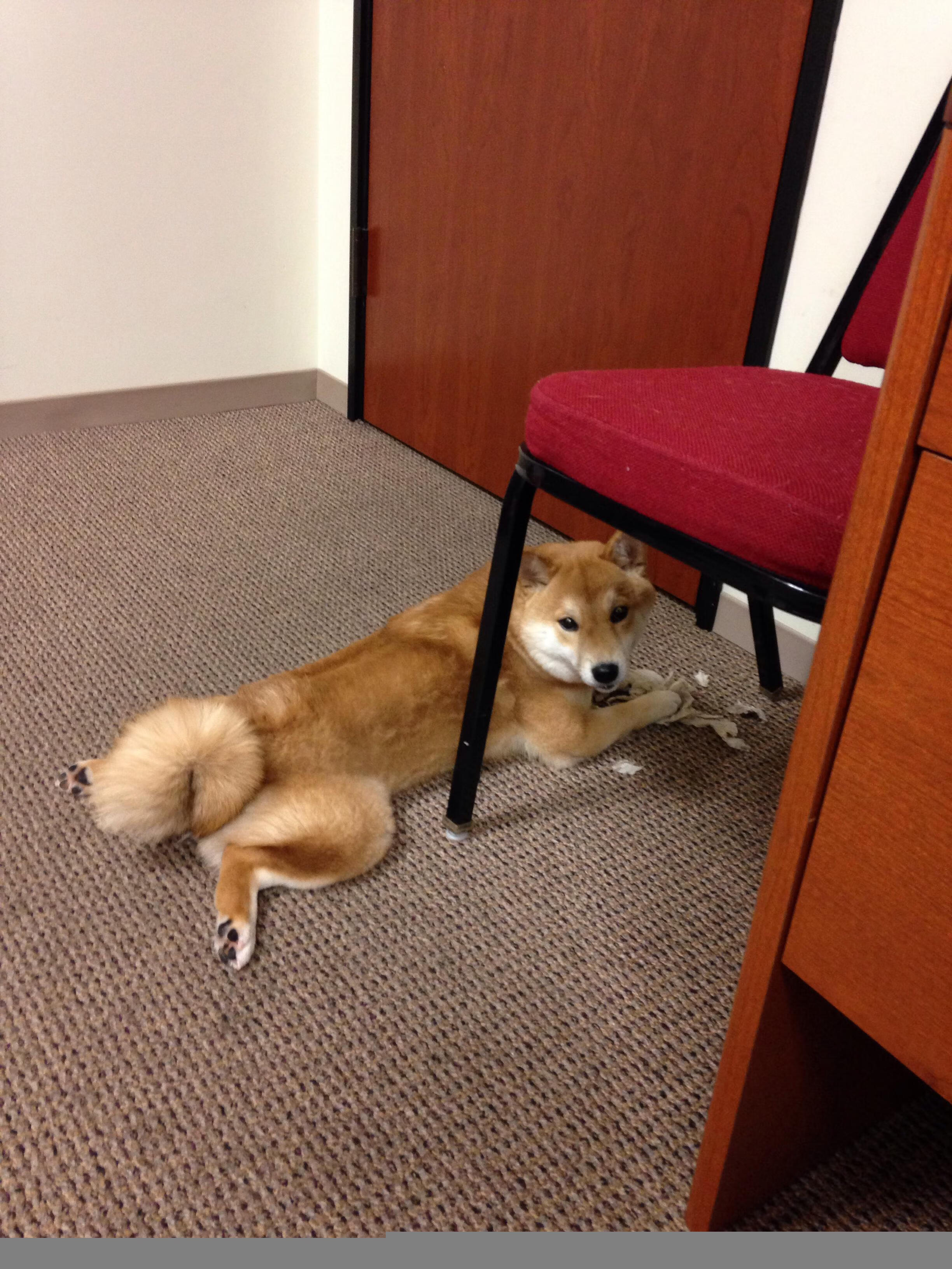 开云体育官网上-冲刺能力差异：中澳选手后劲更强？，中澳运动