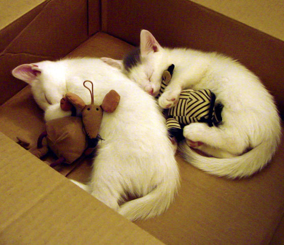 开云体育在线官网-球队核心受伤后的临时战术调整方案