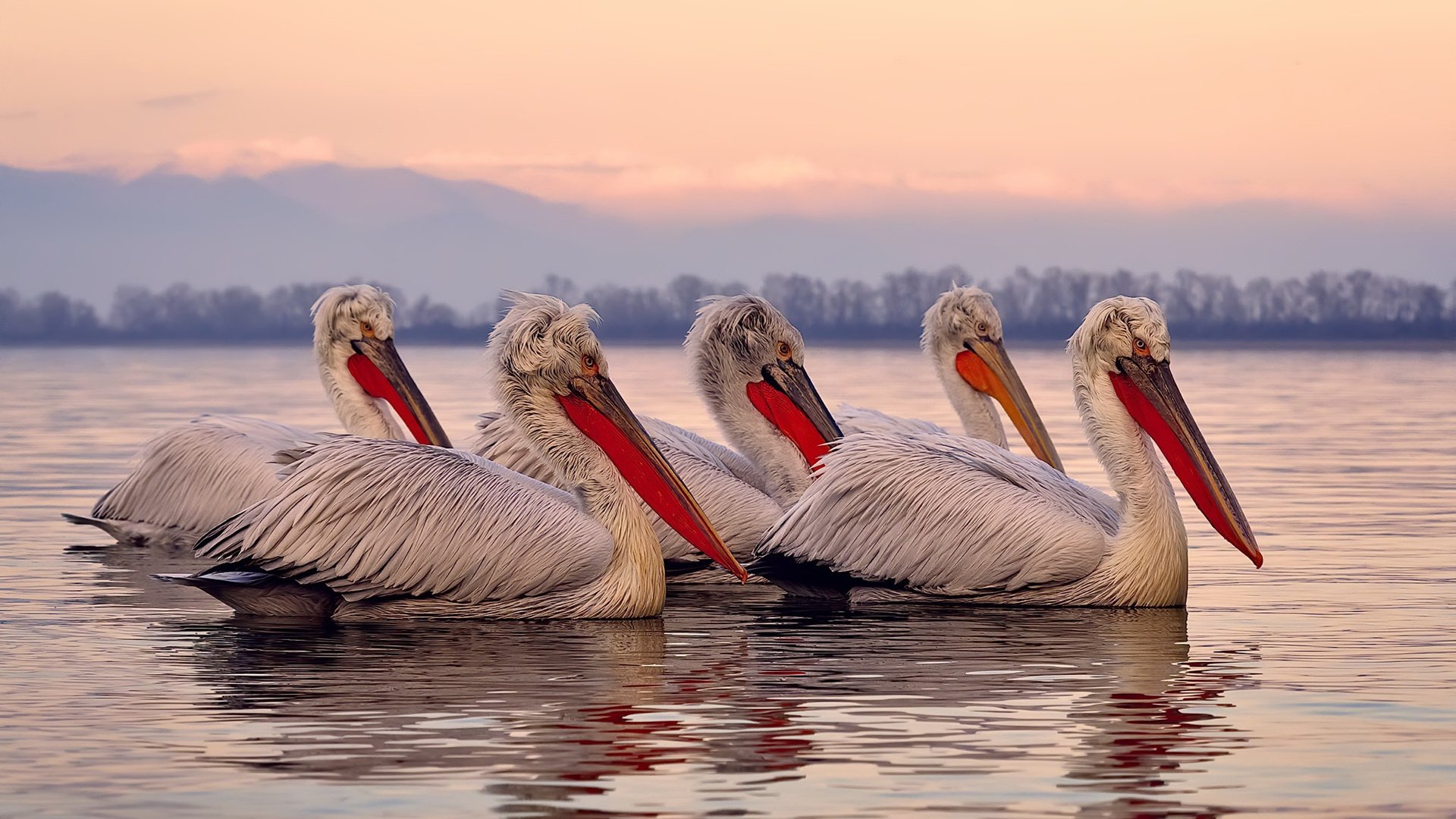 开云体育app注册-突尼斯希望队长拼劲十足激励全队，我和我的祖国电影ppt模板免费