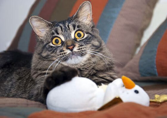 开云体育娱乐-蛙泳技术提升显著,成绩稳步上升,蛙泳进阶训练