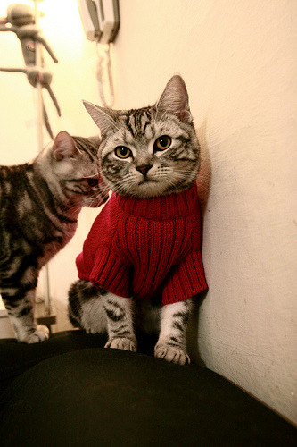 开云官网-国家队制定伤病预防指导方案结合体测数据精准干预,我国伤害诊断标准