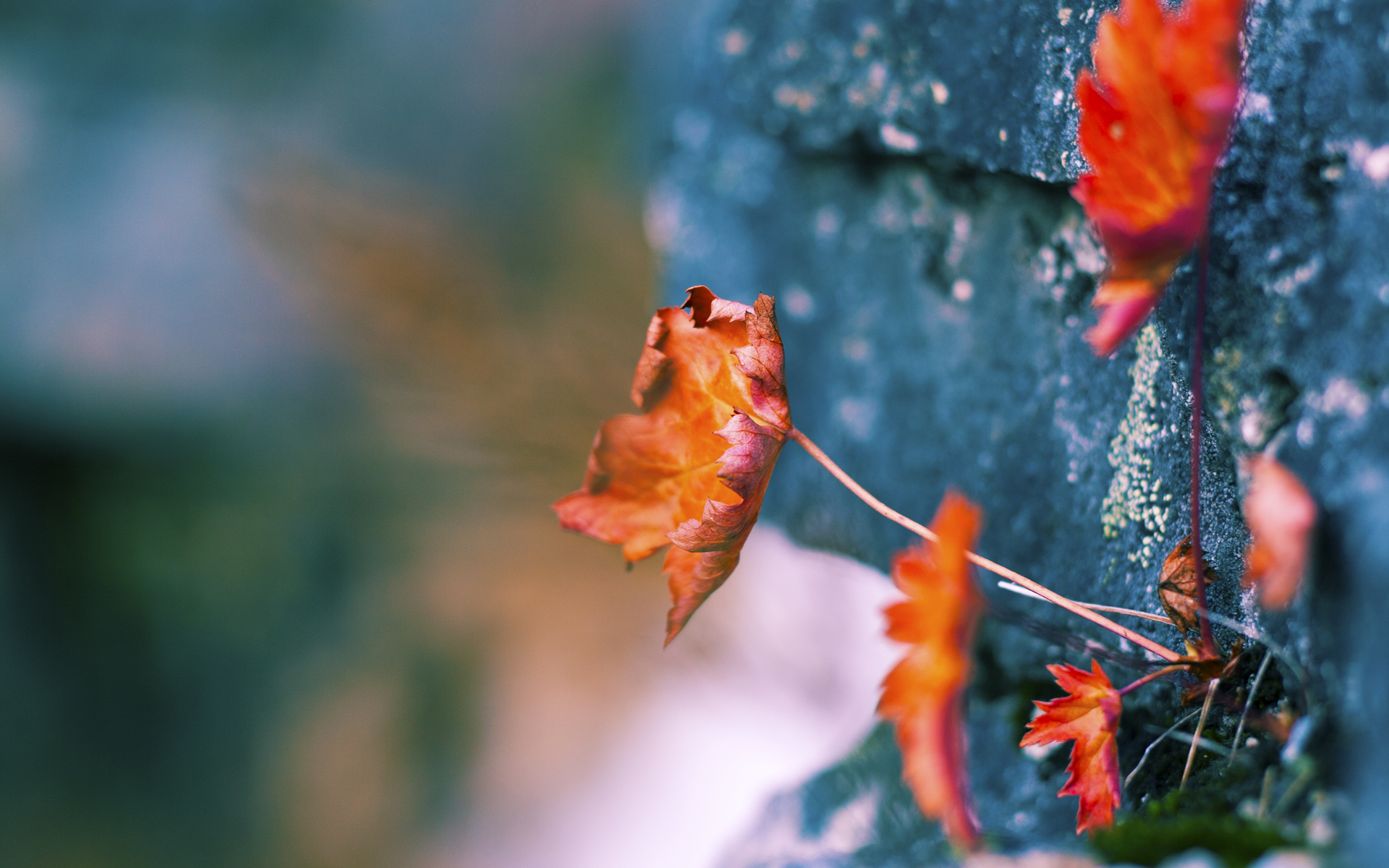 开云体育链接-弗朗索瓦·斯图尔特：为南非队保驾护航，成为中场绝对核心，弗朗索瓦德尔萨特