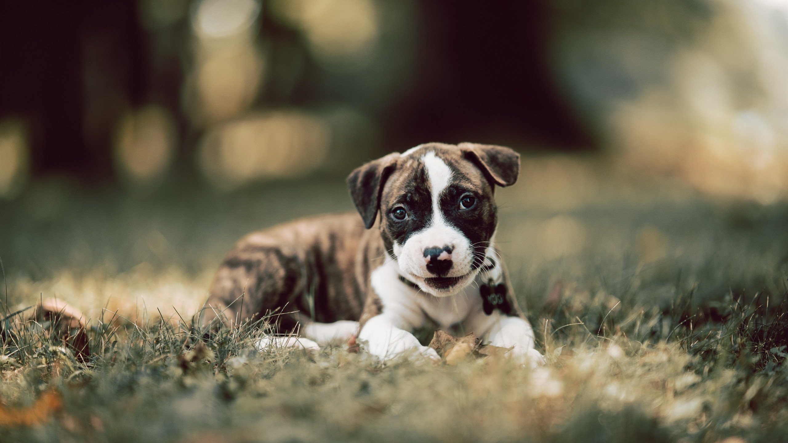 开云体育app注册-法甲联赛的多元化发展战略，法甲联赛的特点