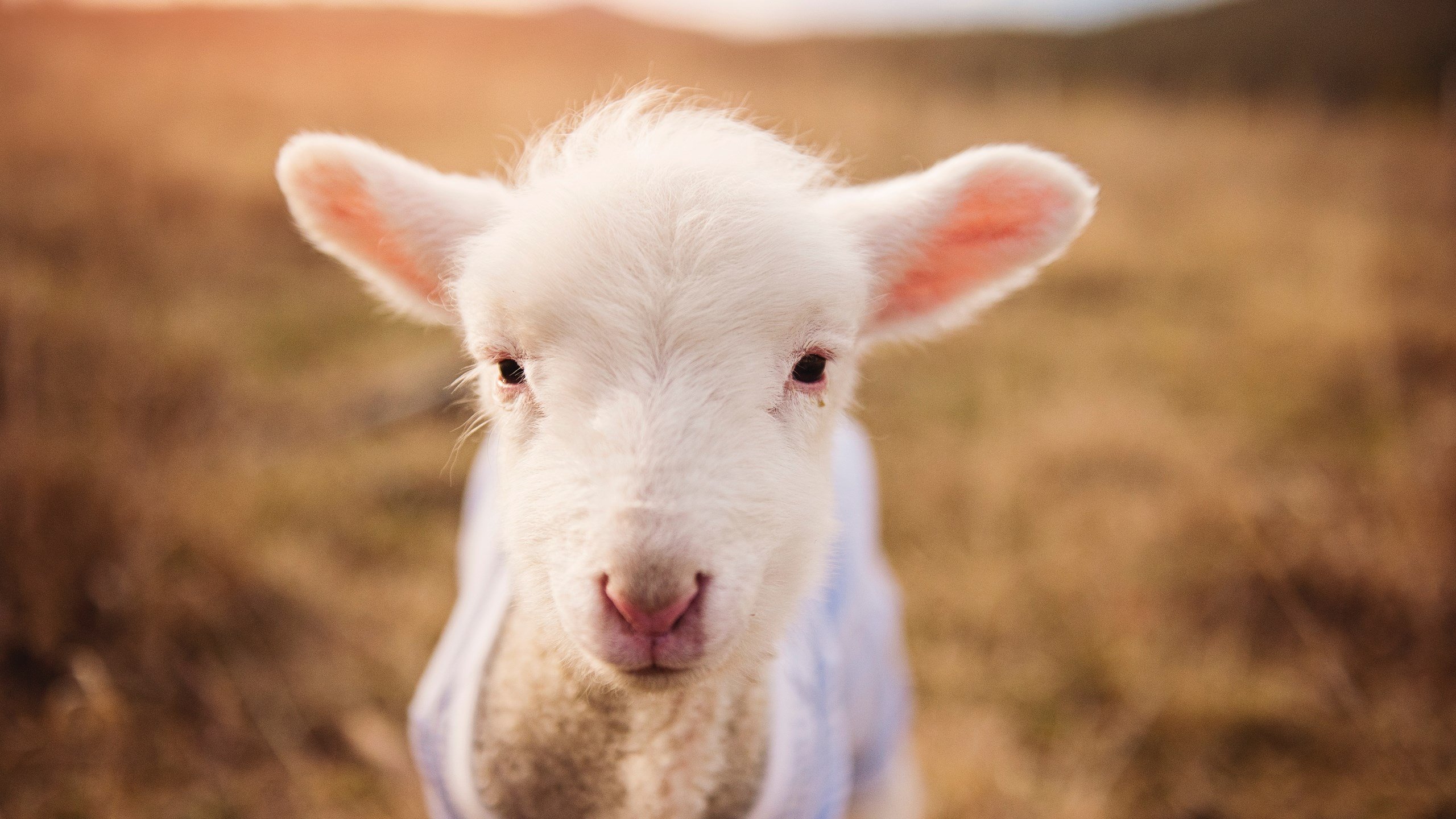 开云体育在线登入-职业联赛加强数据支持提升教练战术决策和球员表现,职业联赛教练干啥的
