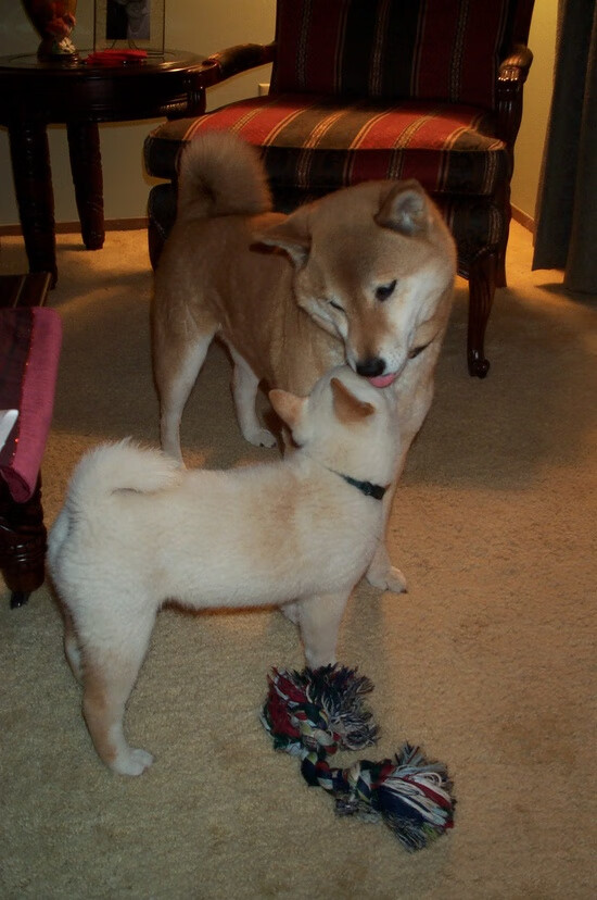 开云体育官网在线-麦克沃伊再夺世界冠军引发热议,麦克沃特